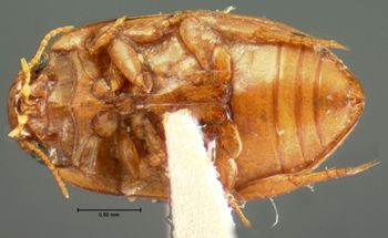 Media type: image;   Entomology 5972 Aspect: habitus ventral view